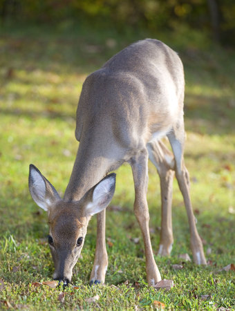 whitetail doe that is eating in a grassy fieldの写真素材