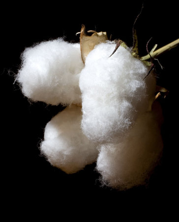 cotton bowl on a dark background ready to harvest