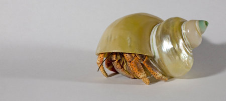 hermit crab that is starting to walk offの写真素材