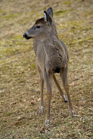whitetail doe that is wet after a rainの写真素材
