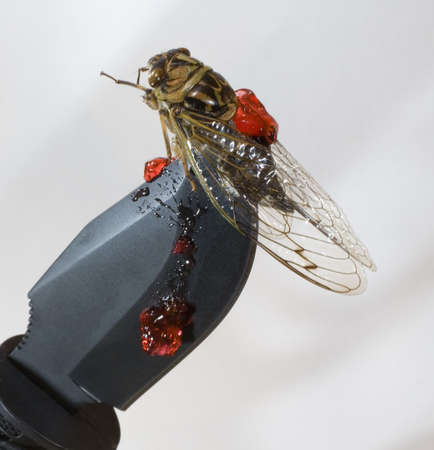 cicada that has been impailed by a knifeの写真素材