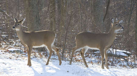 pair of whitetail does on the edge of a forestの写真素材
