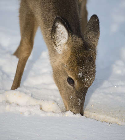 whitetail doe that is looking for food in winterの写真素材