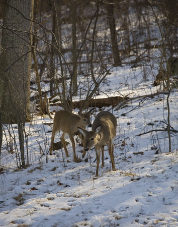 whitetail doe and yearling strolling through the snowの写真素材