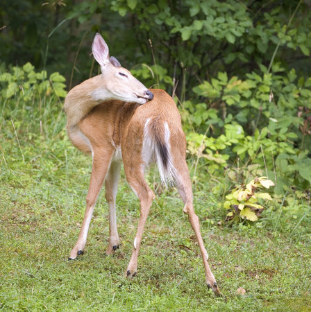 whitetail doe really reaching back to scratch and itch