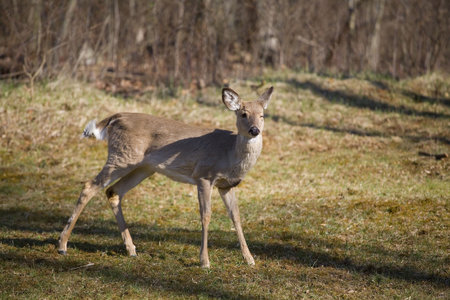whitetail deer that looks like it is winking