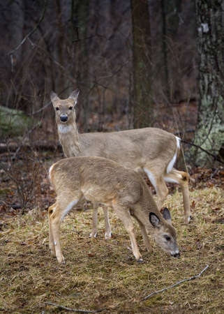 buck with its spikes starting and a doe nearbyの写真素材