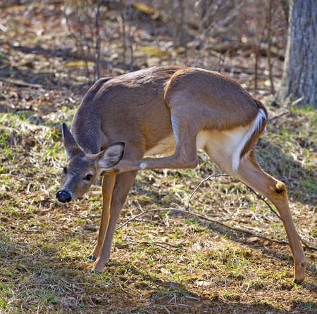 whitetail doe trying to scratch behind its earの写真素材