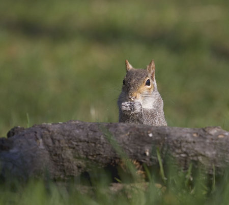 tree squirrel with its nose covered with a white powder