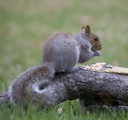 squirrel that has gotten to some bird seed first