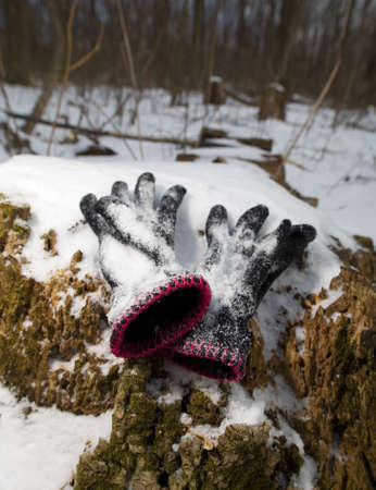 pair of childrens gloves on a stump in a snowy forestの写真素材