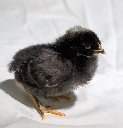 black chick that has yet to grow many feathersの写真素材