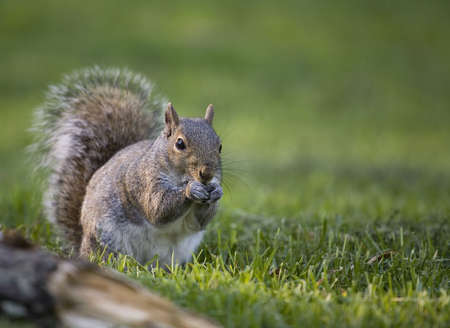 tree squirrel that is gnawing something on a green grassの写真素材