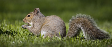 tree squirrel that has found some food on sunny grass