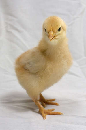 young chick with blonde feathers on a white sheetの写真素材