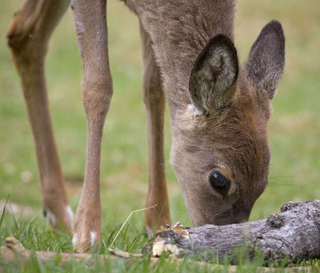 whitetail deer doe that has found some tender grassの写真素材