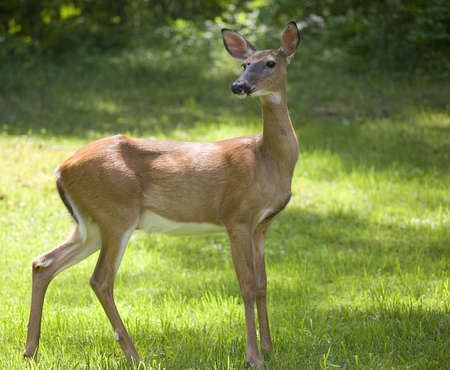 whitetail doe in the summer in a field near a forestの写真素材