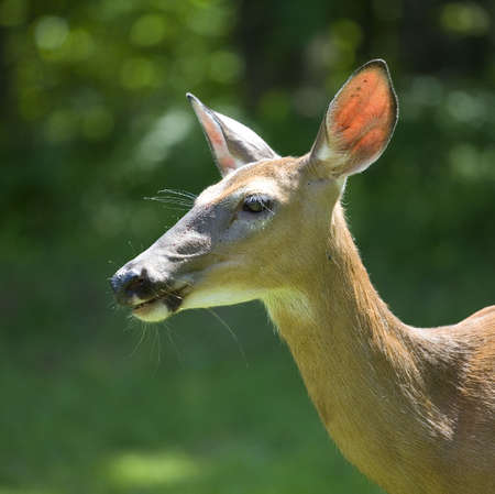 whitetail doe near a forest and field with sun from behindの写真素材