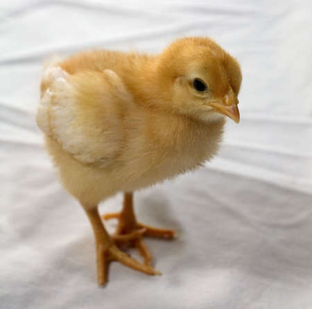chicken wit blond colors on a white sheetの写真素材