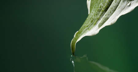 single leaf with raindrops barely touching the waterの写真素材