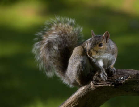 tree squirrel that is on some deadfall on grass at duskの写真素材