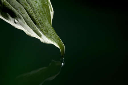 leaf that is touching the water and covered in moistureの写真素材