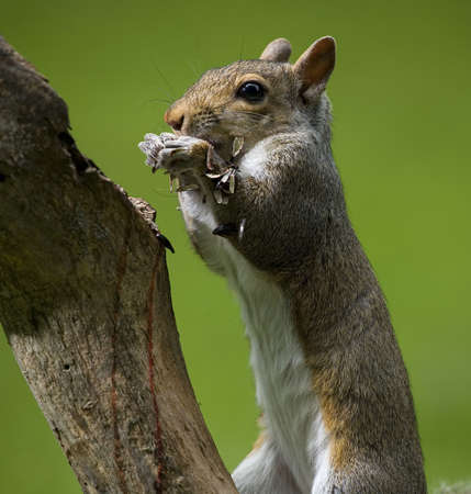 tree squirrel on a log that is covered in sunflower seed shellsの写真素材