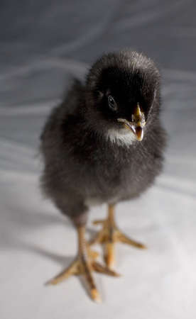 chicken with black feathering walking on a white sheetの写真素材