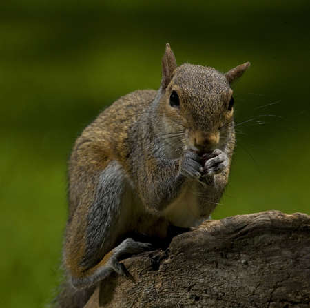 tree squirrel that is stuffing its face with bird seedの写真素材