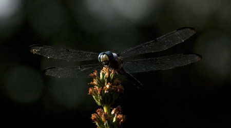 dragon fly on a flower just as the sun is going down