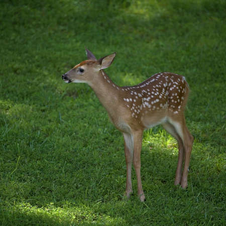whitetail fawn out in the day on a grassy fieldの写真素材