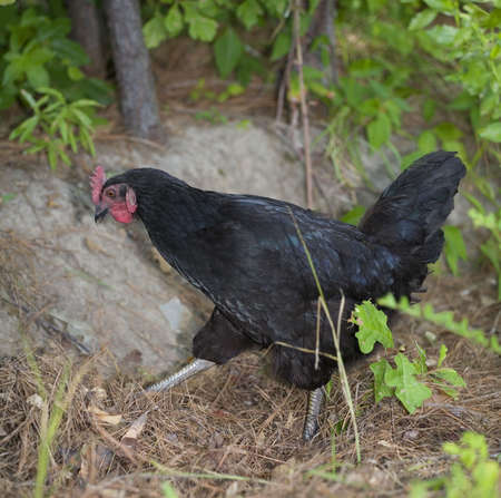 black chicken hen looking in pine needles for some foodの写真素材
