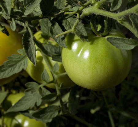 green tomato that is ripening on the plant in the summerの写真素材