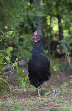 chicken that is near a forest being very cautiousの写真素材