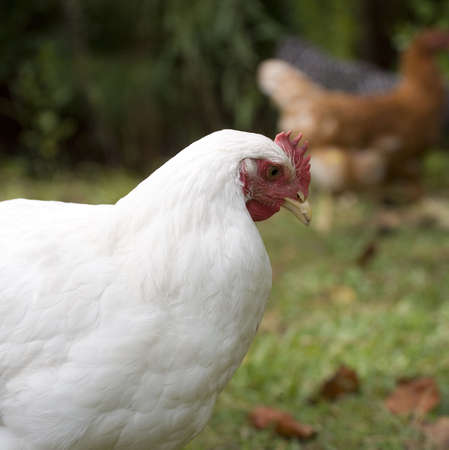 white chicken hen that is studying something for a whileの写真素材