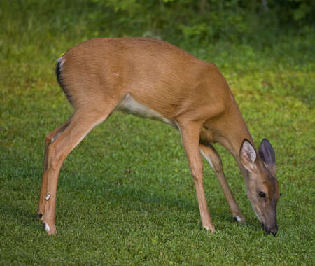 whitetail deer female that is eating grass in a lawnの写真素材