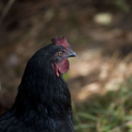 black chicken hen that is looking the other wayの写真素材