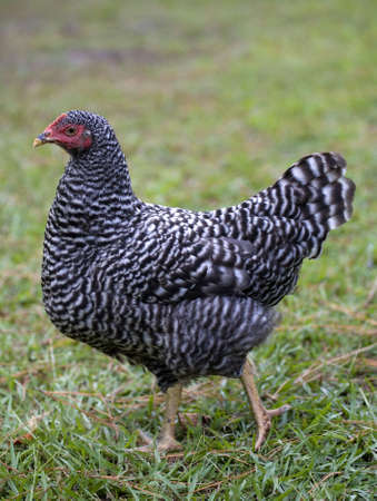 chicken hen that is strutting along on the lawnの写真素材
