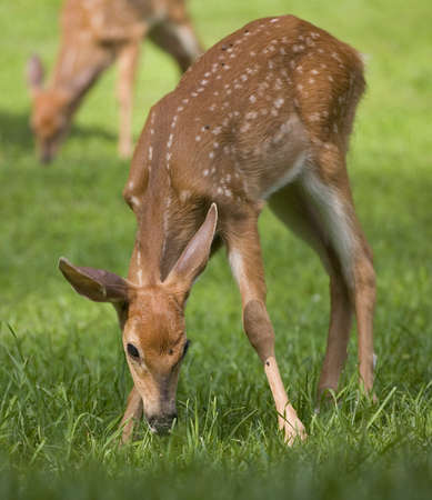 whitetail deer fawn that is sniffing something in a green fieldの写真素材