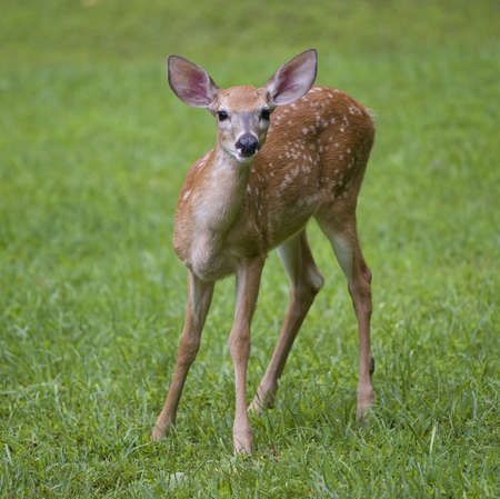 whitetail deer fawn looking at the camera on a green fieldの写真素材