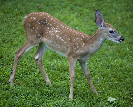whitetail deer doe that is in a green field in the morningの写真素材