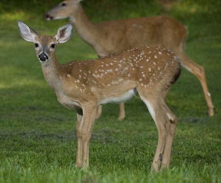 whitetail deer fawn that has a doe standing far behindの写真素材
