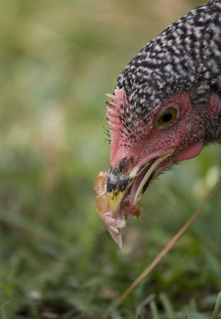 chicken hen poult that has found some foodの写真素材