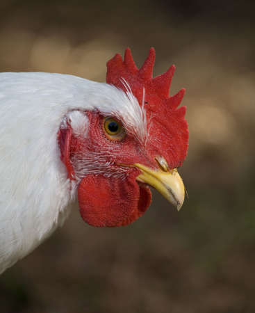 white chicken hen that looks like it is madの写真素材