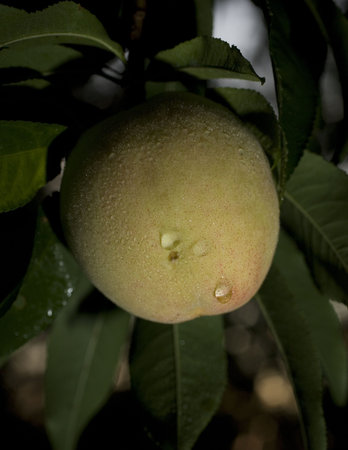 peach on a tree after a rain right at sundownの写真素材