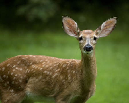 whitetail deer fawn on an overcast day in a green fieldの写真素材
