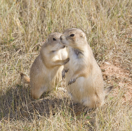 prairie dog that looks like its whispering to another
