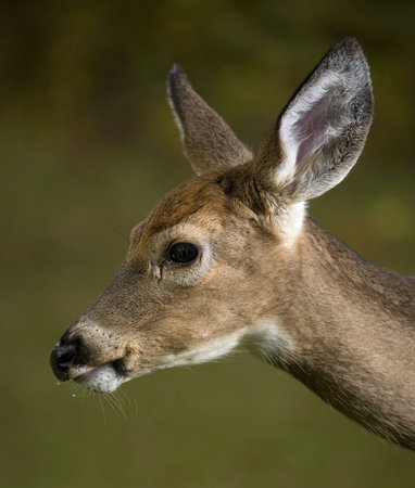 Young whitetal buck with his first antlers growing with a wet chinの写真素材