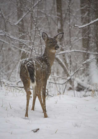 snow falling onto a doe near a forest edgeの写真素材