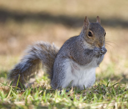 tree squirrel that has found seeds on the groundの写真素材